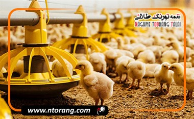 چگونه مقدار دان مصرفی روزانه طیور را دقیق محاسبه کنیم؟